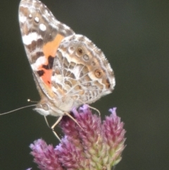 Vanessa kershawi (Australian Painted Lady) at Tuggeranong DC, ACT - 3 Apr 2019 by michaelb