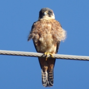 Falco longipennis at Fyshwick, ACT - 22 Jun 2019 01:57 PM