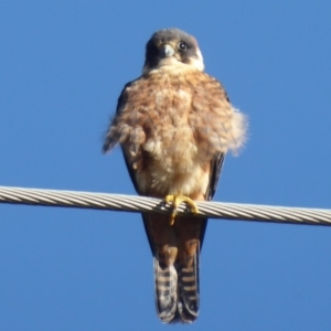 Falco longipennis at Fyshwick, ACT - 22 Jun 2019
