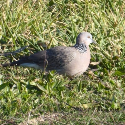 Spilopelia chinensis (Spotted Dove) at Fyshwick, ACT - 22 Jun 2019 by Christine