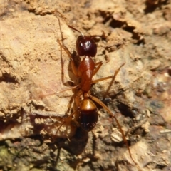 Camponotus consobrinus (Banded sugar ant) at Fyshwick, ACT - 22 Jun 2019 by Christine