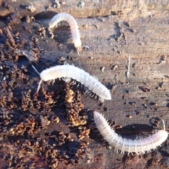 Diplopoda sp. (class) (Unidentified millipede) at Fyshwick, ACT - 22 Jun 2019 by Christine