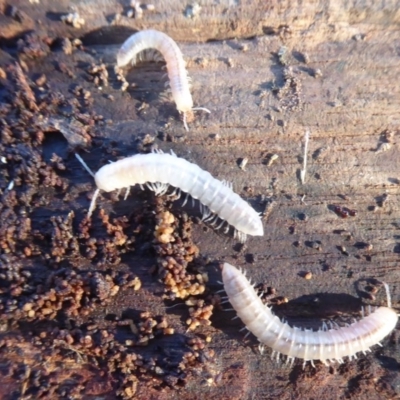 Diplopoda sp. (class) (Unidentified millipede) at Fyshwick, ACT - 22 Jun 2019 by Christine