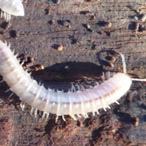 Diplopoda (class) at Fyshwick, ACT - 22 Jun 2019 03:24 PM