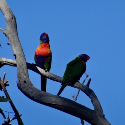 Trichoglossus moluccanus (Rainbow Lorikeet) at Red Hill Nature Reserve - 19 Jun 2019 by LisaH