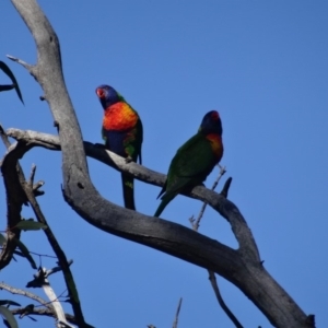 Trichoglossus moluccanus at Deakin, ACT - 19 Jun 2019