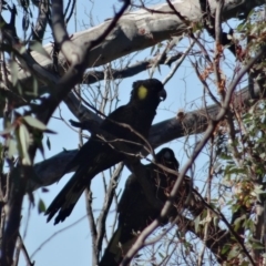 Zanda funerea (Yellow-tailed Black-Cockatoo) at Red Hill, ACT - 19 Jun 2019 by LisaH