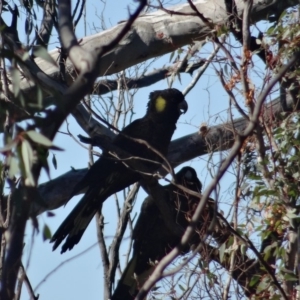 Zanda funerea at Red Hill, ACT - 19 Jun 2019 10:45 AM