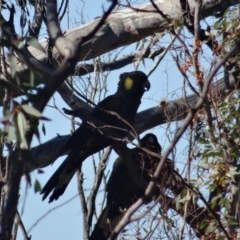 Calyptorhynchus funereus (Yellow-tailed Black-Cockatoo) at Red Hill, ACT - 19 Jun 2019 by LisaH
