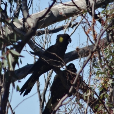 Zanda funerea (Yellow-tailed Black-Cockatoo) at Red Hill Nature Reserve - 19 Jun 2019 by LisaH