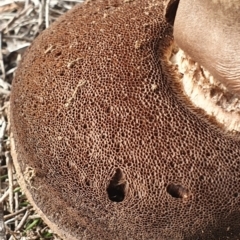 zz bolete at Mount Majura - 23 Jun 2019 by AaronClausen