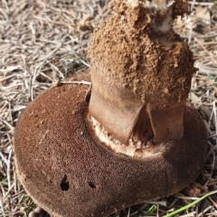 zz bolete at Watson, ACT - 23 Jun 2019