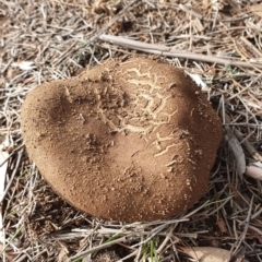 zz bolete at Watson, ACT - 23 Jun 2019