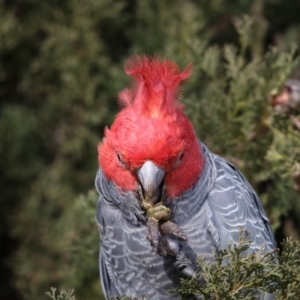 Callocephalon fimbriatum at Chifley, ACT - 23 Jun 2019