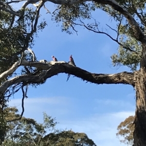 Eolophus roseicapilla at Bungendore, NSW - 23 Jun 2019