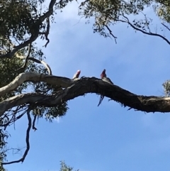 Eolophus roseicapilla at Bungendore, NSW - 23 Jun 2019