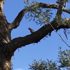 Eolophus roseicapilla at Bungendore, NSW - 23 Jun 2019