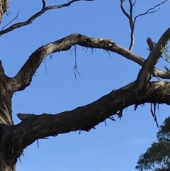 Eolophus roseicapilla at Bungendore, NSW - 23 Jun 2019