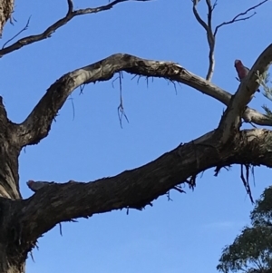 Eolophus roseicapilla at Bungendore, NSW - 23 Jun 2019