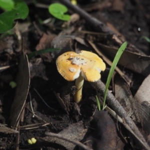 Amanita xanthocephala at Guerilla Bay, NSW - 8 Apr 2019