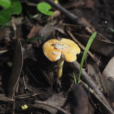 Amanita xanthocephala (Vermilion grisette) at Guerilla Bay, NSW - 8 Apr 2019 by lyndallh@bigpond.com