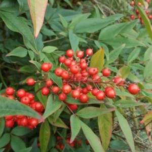 Nandina domestica at Isaacs, ACT - 23 Jun 2019 03:20 PM