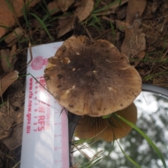 Agaricus sp. (Agaricus) at Guerilla Bay, NSW - 8 Apr 2019 by lyndallh