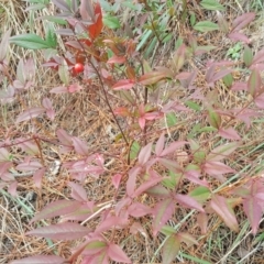 Nandina domestica (Sacred Bamboo) at Isaacs Ridge and Nearby - 23 Jun 2019 by Mike