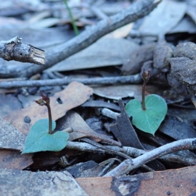 Acianthus collinus (Inland Mosquito Orchid) at Aranda Bushland - 11 Jun 2019 by CathB