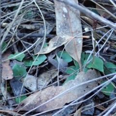 Acianthus collinus at Aranda, ACT - suppressed