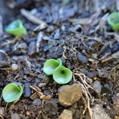 Corysanthes incurva (Slaty Helmet Orchid) at Aranda Bushland - 11 Jun 2019 by CathB