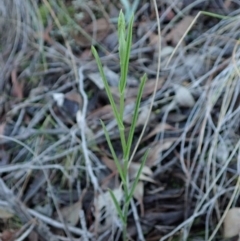 Bunochilus umbrinus (Broad-sepaled Leafy Greenhood) at Aranda Bushland - 11 Jun 2019 by CathB