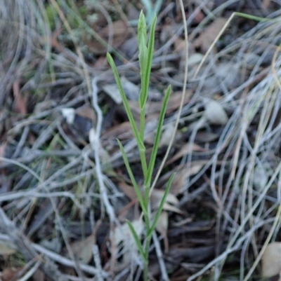 Bunochilus umbrinus (Broad-sepaled Leafy Greenhood) at Aranda, ACT - 11 Jun 2019 by CathB