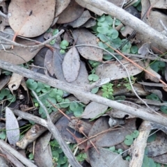 Corysanthes hispida (Bristly Helmet Orchid) at Aranda Bushland - 15 Jun 2019 by CathB