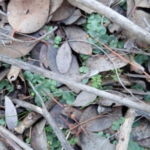 Corysanthes hispida at Aranda, ACT - suppressed