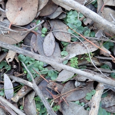 Corysanthes hispida (Bristly Helmet Orchid) at Aranda Bushland - 15 Jun 2019 by CathB