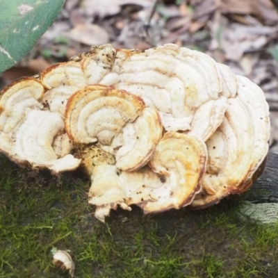 Polypore sp. at Guerilla Bay, NSW - 8 Apr 2019 by lyndallh