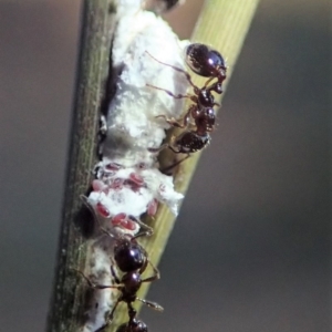 Monomorium sp. (genus) at Cook, ACT - 22 Jun 2019