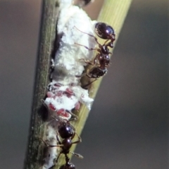 Monomorium sp. (genus) (A Monomorium ant) at Cook, ACT - 22 Jun 2019 by CathB
