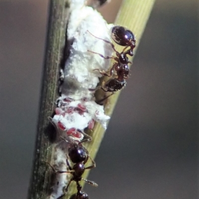 Monomorium sp. (genus) (A Monomorium ant) at Mount Painter - 22 Jun 2019 by CathB
