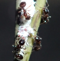 Monomorium sp. (genus) at Cook, ACT - 22 Jun 2019