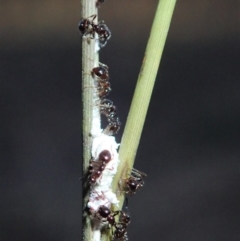 Monomorium sp. (genus) at Cook, ACT - 22 Jun 2019 03:51 PM