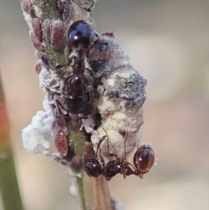 Monomorium sp. (genus) at Cook, ACT - 22 Jun 2019 03:51 PM