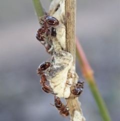 Monomorium sp. (genus) at Cook, ACT - 22 Jun 2019 03:51 PM