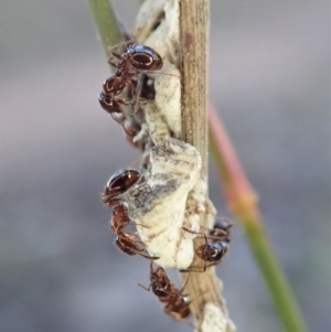 Monomorium sp. (genus) at Cook, ACT - 22 Jun 2019