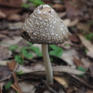 Coprinellus flocculosus at Guerilla Bay, NSW - 8 Apr 2019