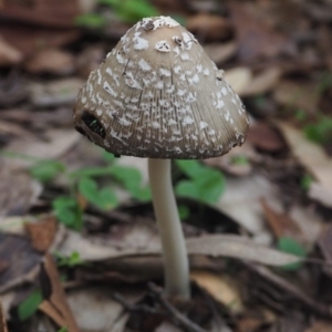 Coprinellus flocculosus at Guerilla Bay, NSW - 8 Apr 2019 05:50 PM