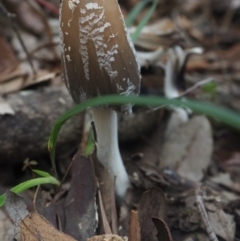 Coprinellus flocculosus at Guerilla Bay, NSW - 8 Apr 2019