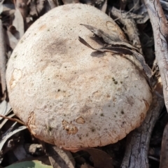 Austrocortinarius australiensis at Kaleen, ACT - 23 Jun 2019 by AaronClausen