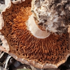 Austrocortinarius australiensis at Kaleen, ACT - 23 Jun 2019